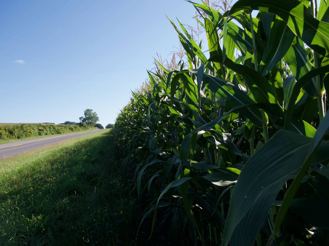 A field of corn ready for harvest along Cox Road, near Ionia, NY, September 2023