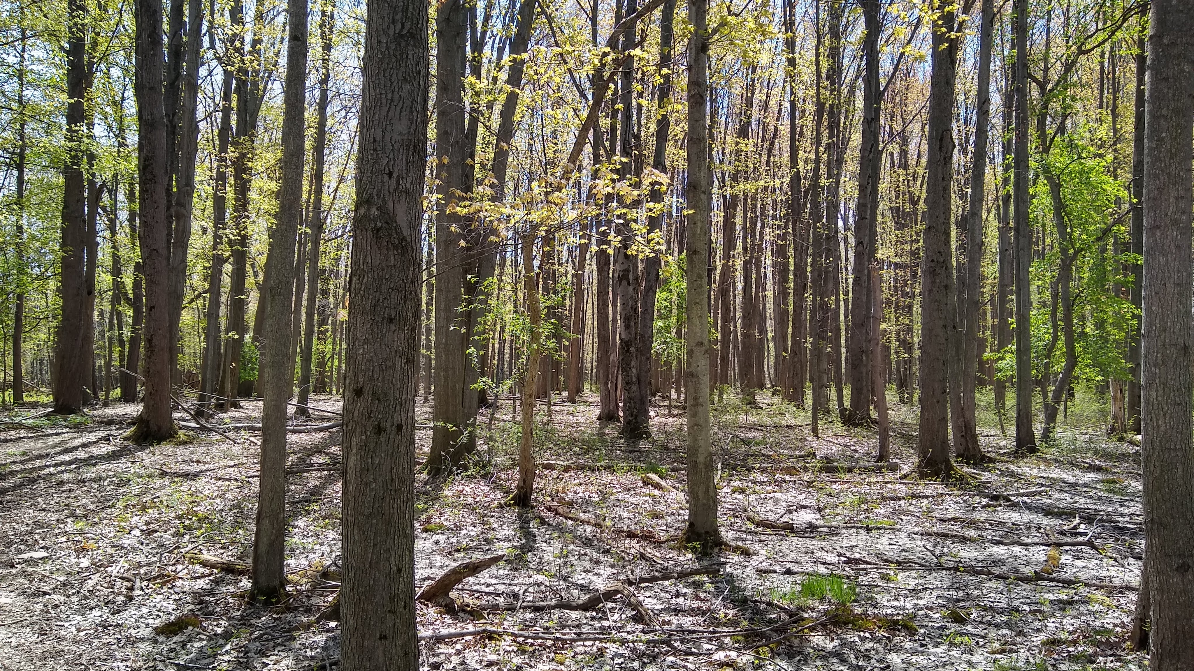 A small patch of woods on the south edge of Genesee Valley Park Golf Course in Rochester, NY, just east of the Genesee River, in early spring 2022