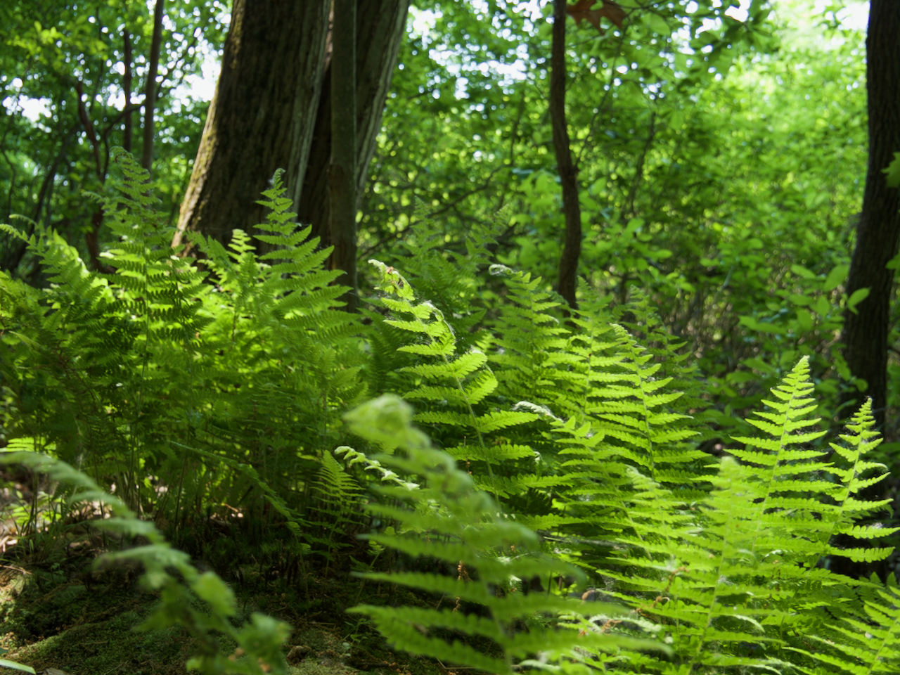 Ferns fill the forest floor in Mendon Ponds park near Mendon, NY